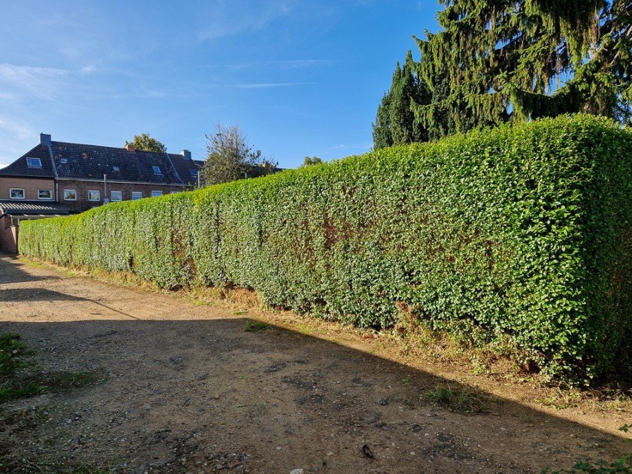 blickgesch�tzt durch eine Hecke Reiheneckhaus D�ren